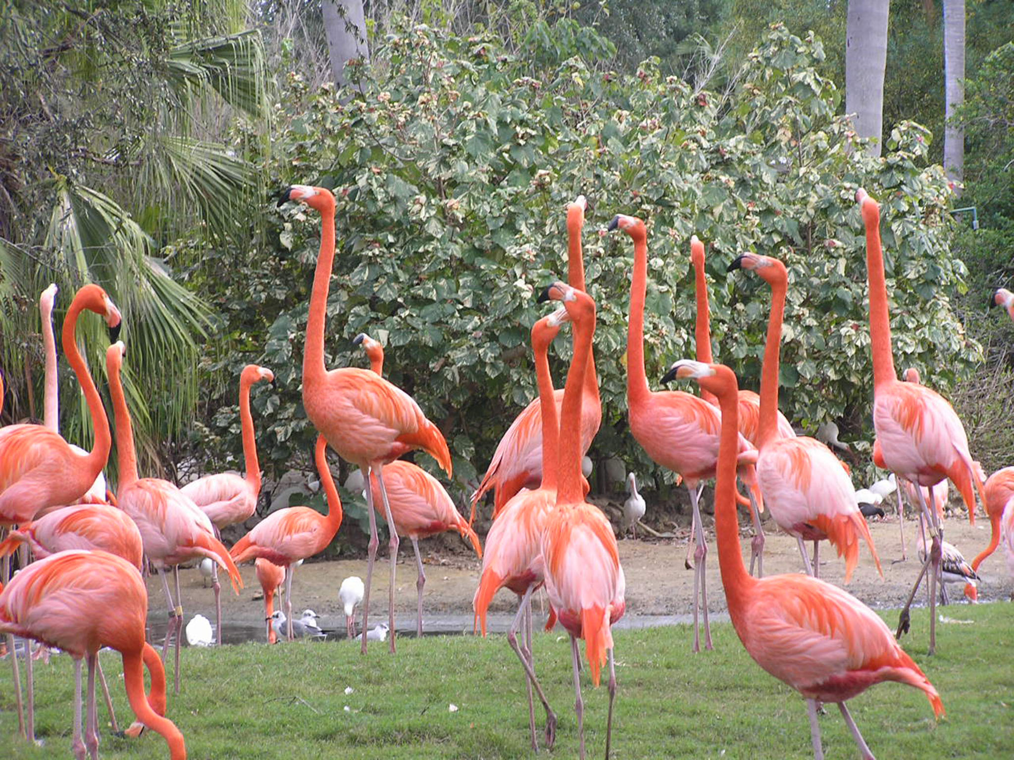 Flamingo's (II)  -  Phoenicopteridae "spp."