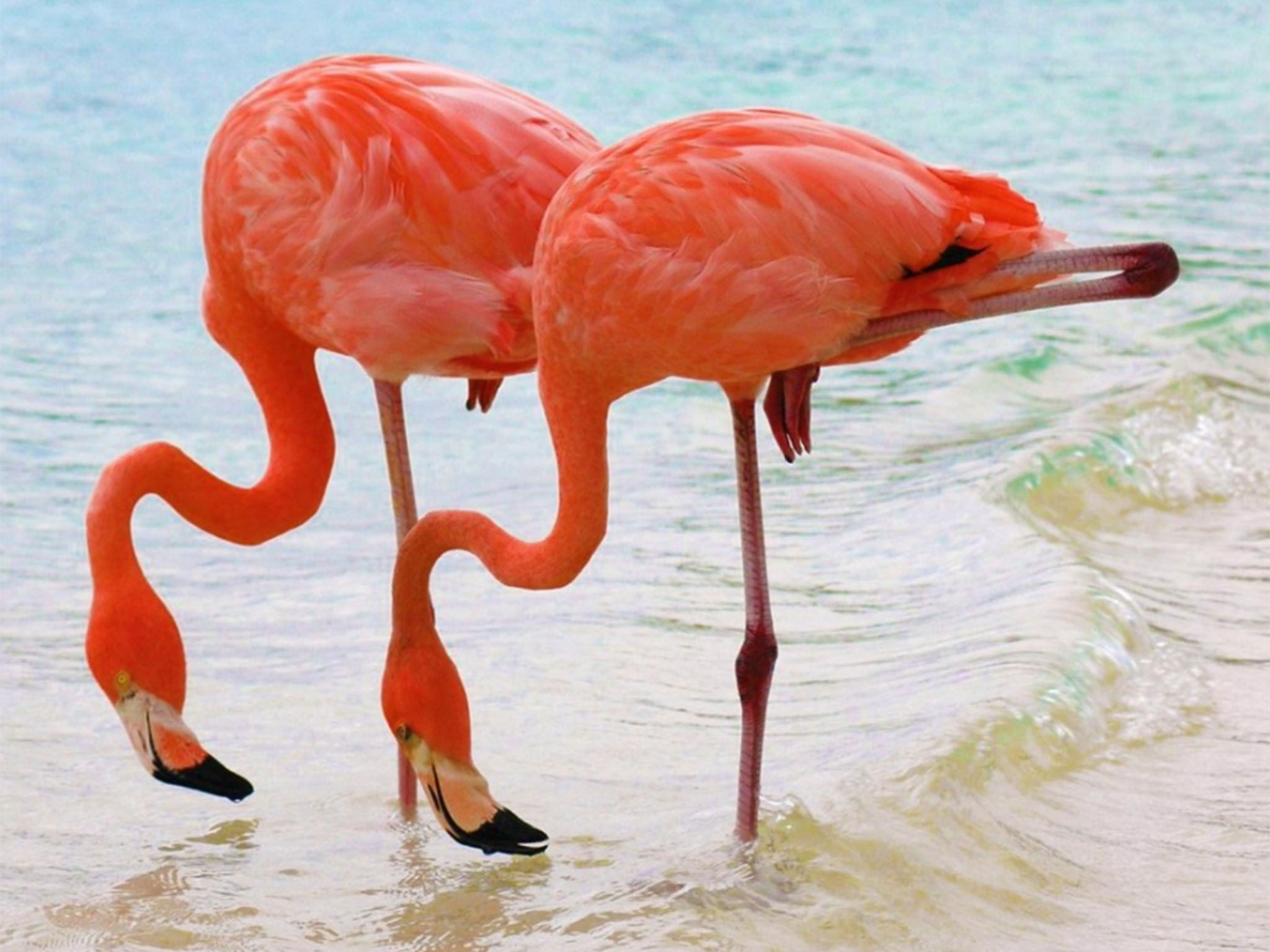Rode of Cuba Flamingo (II)  -  Phoenicopterus ruber