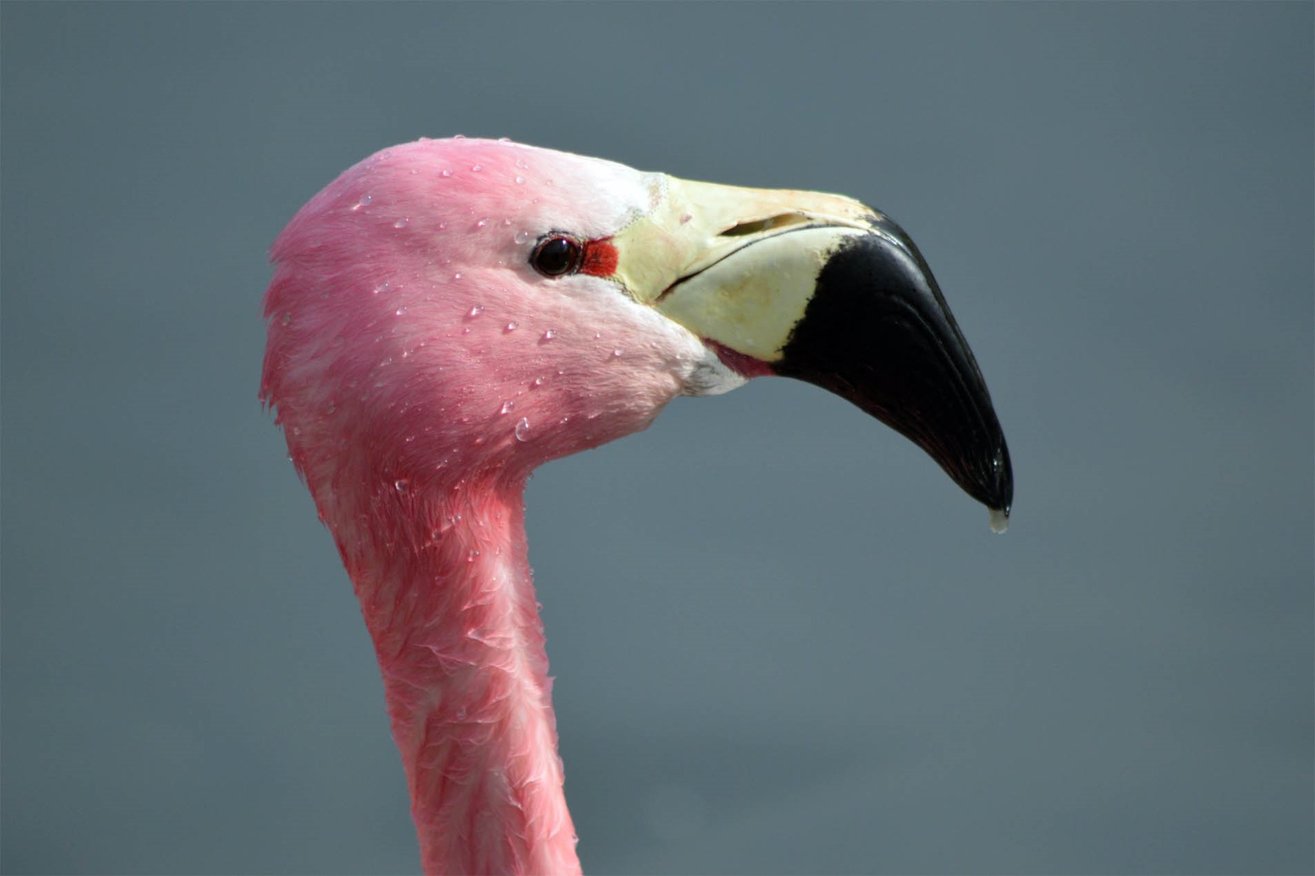 Andes flamingo