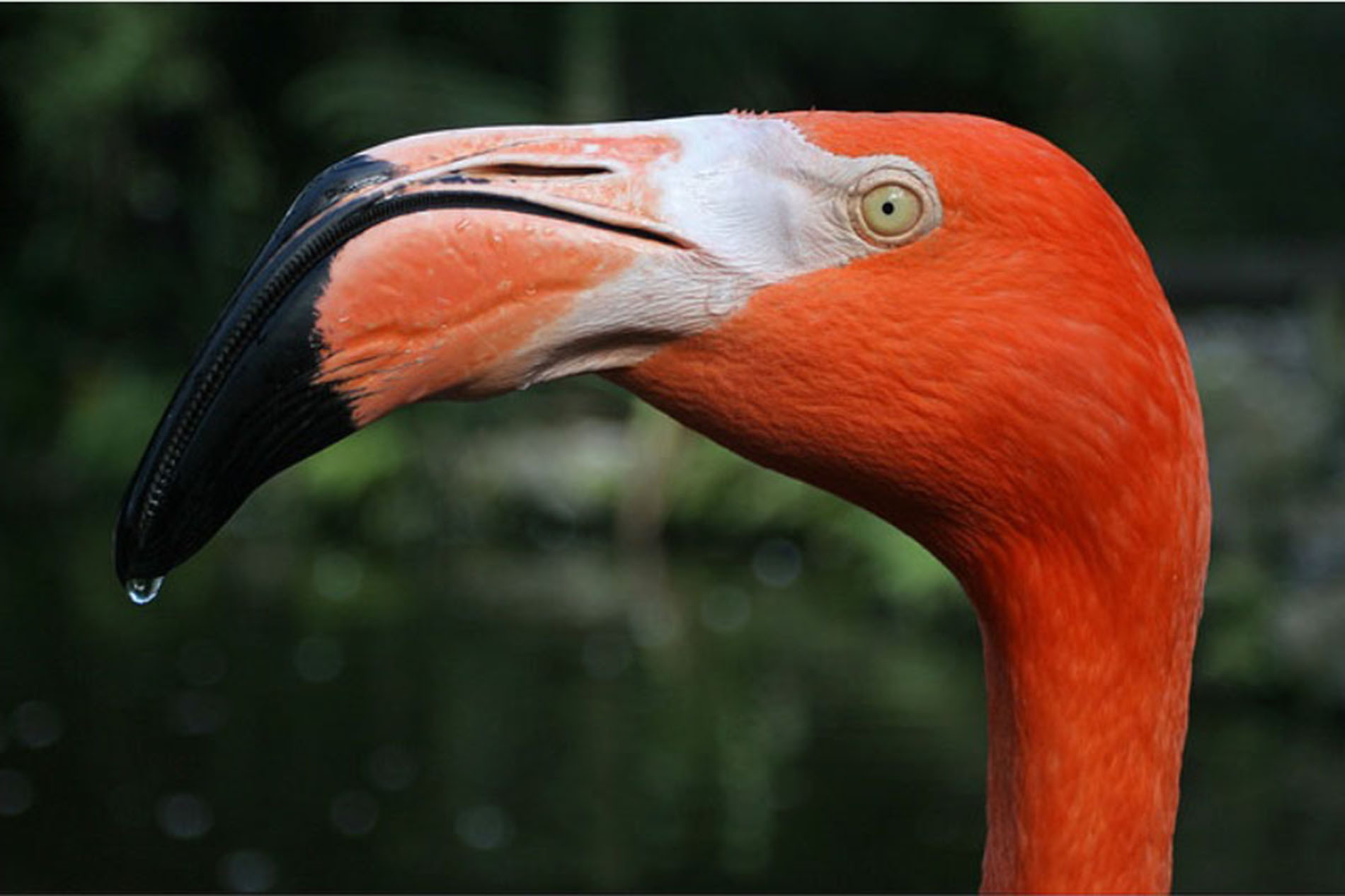 Cuba flamingo