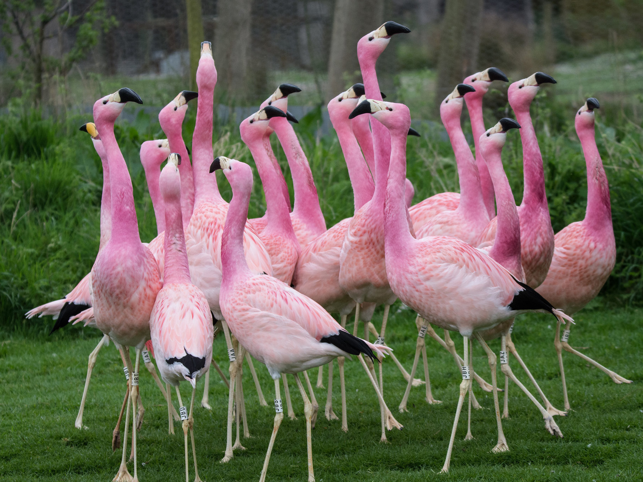 Flamingo’s (B) ---> behalve de Cuba flamingo (A)  -  Phoenicopteridae 