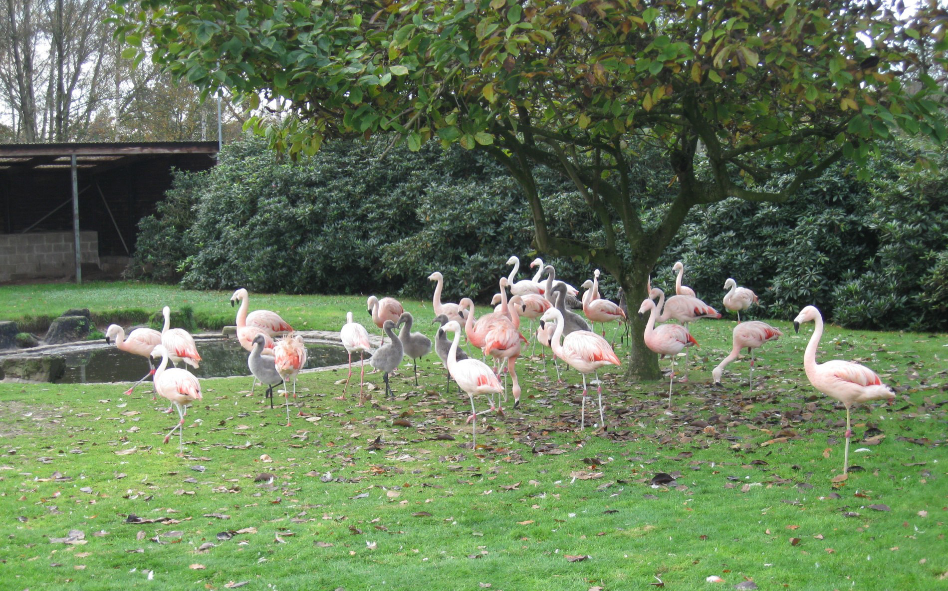 Achter huis flamingo's