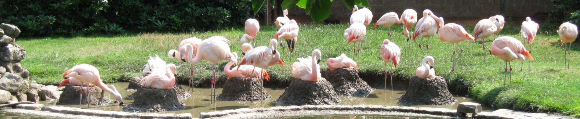 Broedende Chili flamingo's