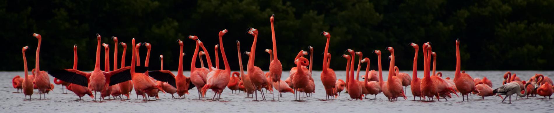 Cuba flamingo's in de Arimao rivier in Cuba