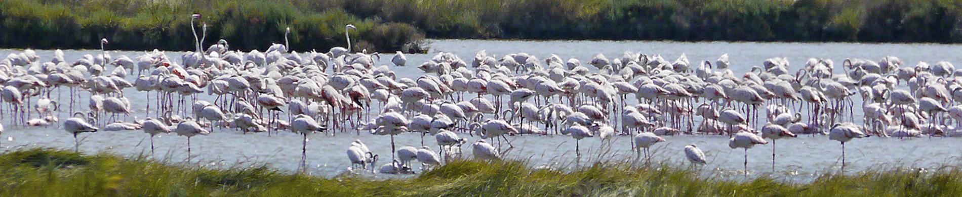 Grote flamingo's in Po-delta in Italië