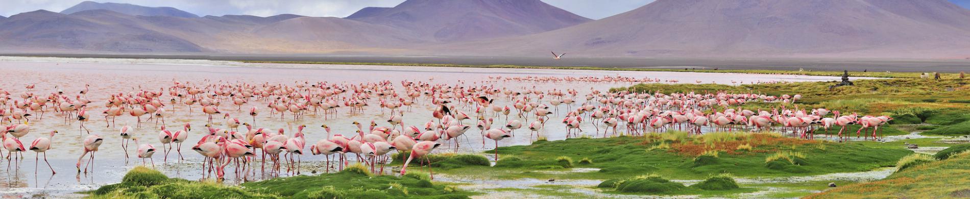 James flamingo's in Pastos Grandes Lake in Bolivia