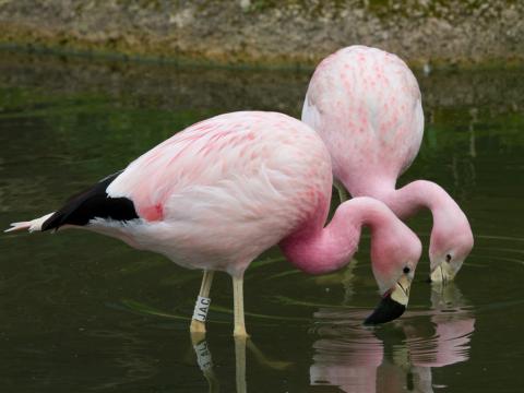 Andes flamingo