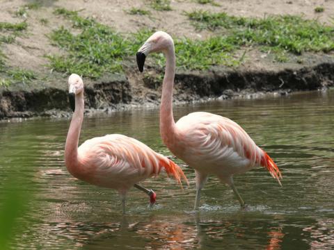 Chili flamingo