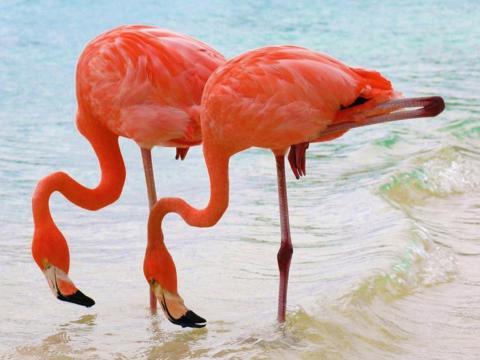 Cuba of Caraïbische of Amerikaanse flamingo