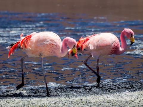 James flamingo