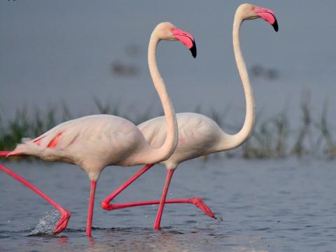 Roze of Europese flamingo