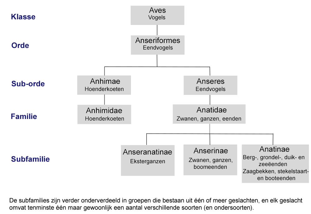 Systematiek watervogels