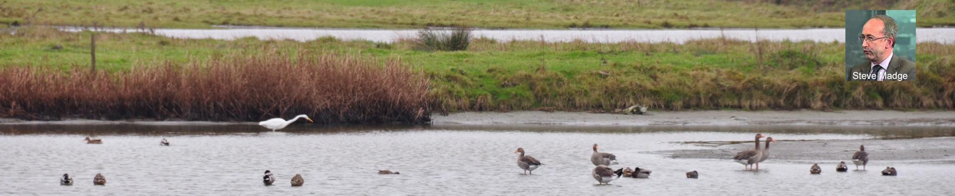 Weide-landschap met ondiep water