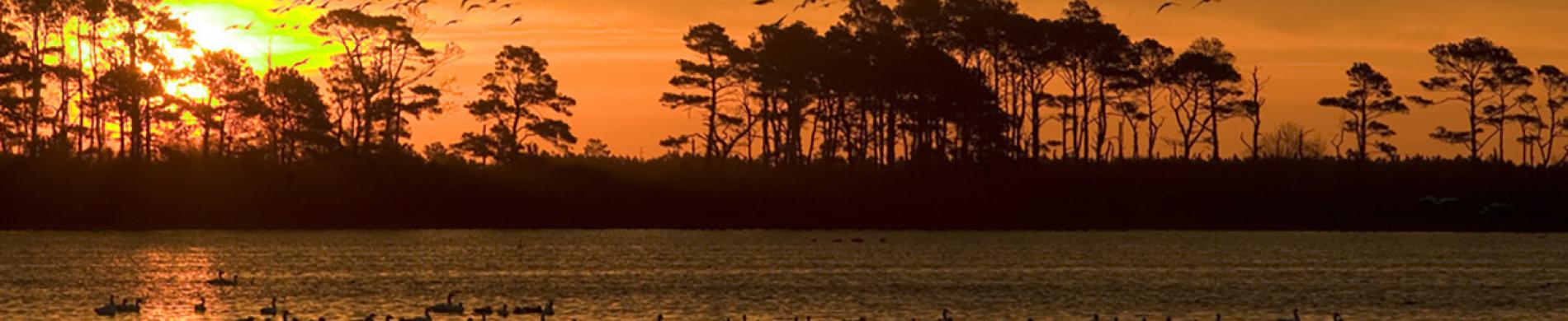 Watervogelfoerageerplaats bij valavond