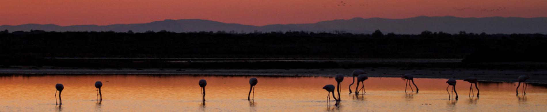 Grote flamingo's bij valavond in de Camargue in Frankrijk