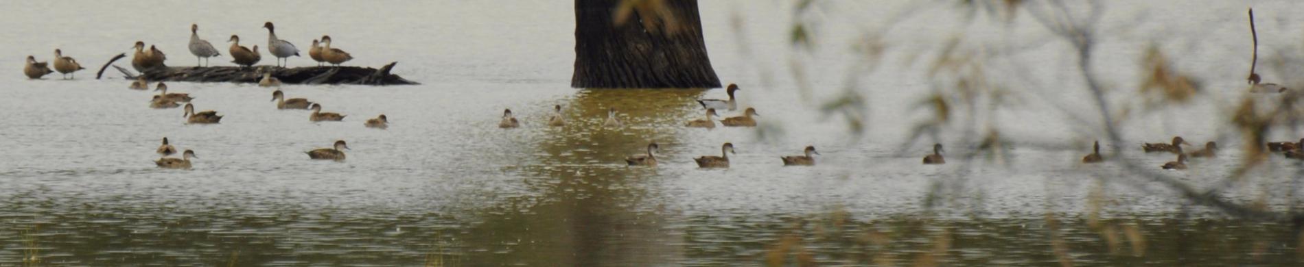 Watervogels in Australië