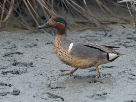 Amerikaanse wintertaling - man