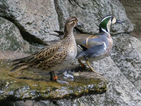 Baikaltaling