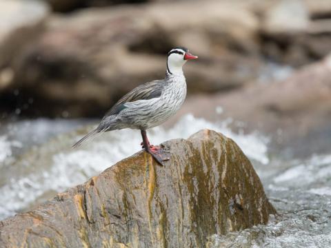 Colombiaanse sporen- of bergbeekeend - man