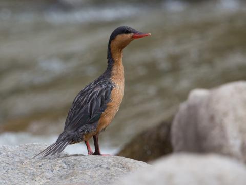 Colombiaanse sporen- of bergbeekeend - vrouw