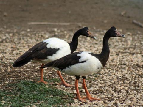 Ekstergans