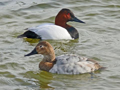 Grote tafeleend of Canvasback