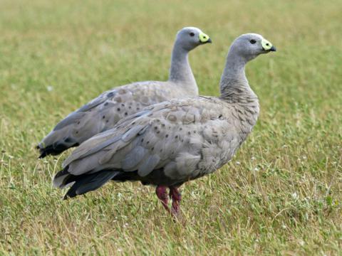 Hoendergans of Cereopsis