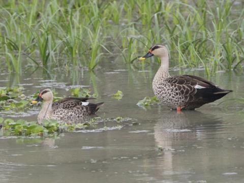 Indische vlekbekeend