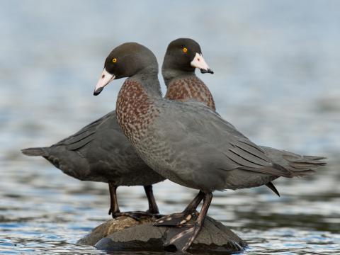 Nieuw-Zeelandse blauwe eend