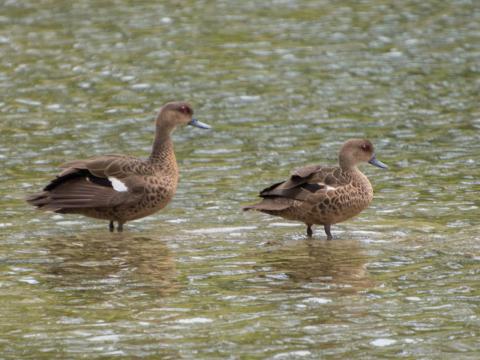 Oost-Indische grijze witkeeltaling