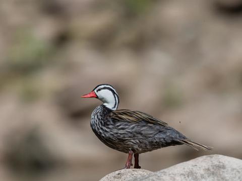 Peruviaanse sporen- of bergbeekeend - man