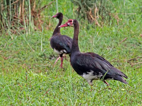 Zwarte spoorwiekgans