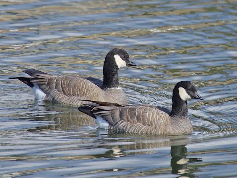 Cackling Canadagans