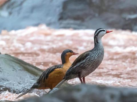 Colombiaanse sporen- of bergbeekeend