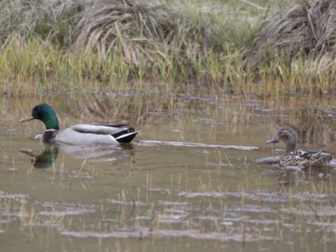 Groenlandse wilde eend