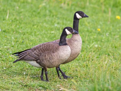 Kleine Canadagans