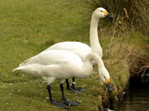 Kleine wilde zwaan (bewickii)