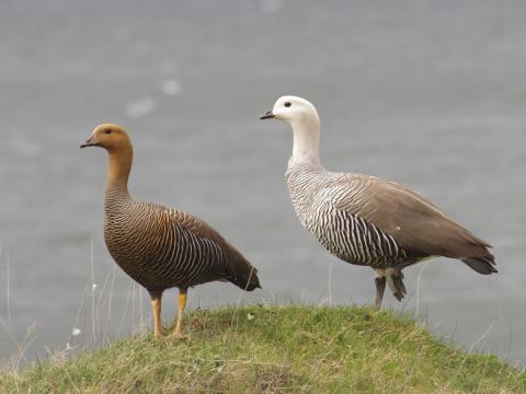 Kleine Magelhaengans