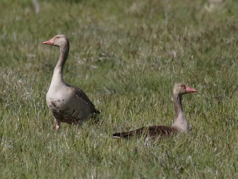 Oostelijke grauwe gans