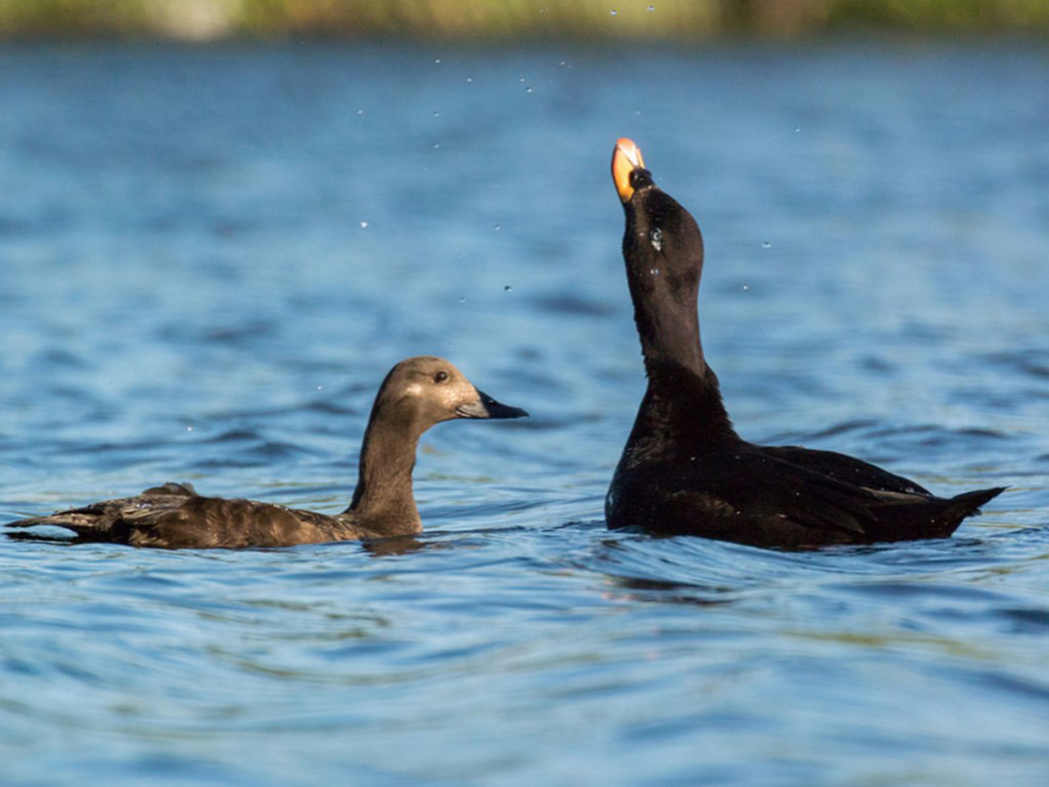 Europese of Grote witvleugelzeeëend